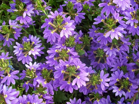 Purple fan-shaped flowers and foliage of Scaevola aemula.
