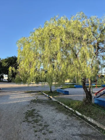 Whole tree of Schinus molle with drooping foliage.