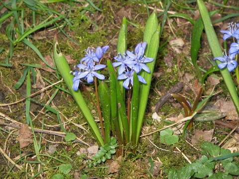 Blue flowers and upright leaves of Scilla bifolia.