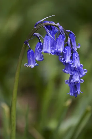 Nodding blue flowers of Scilla non-scripta, named Hyacinthoides non-scripta in the source.