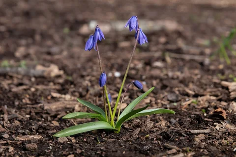 Blue flowers and leaves of Scilla siberica emerging from soil.