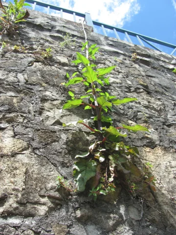 Upright plant of Scrophularia auriculata growing from a stone wall.