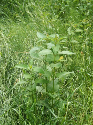 Young leafy plant of Scrophularia nodosa.