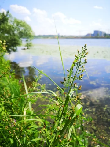 The upright flowering growth of Scrophularia umbrosa beside water.