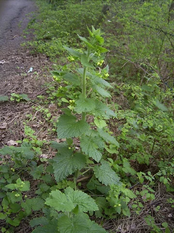 Tall leafy plant of Scrophularia vernalis.