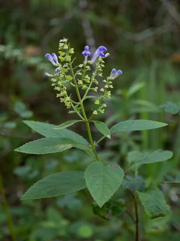 Blue flowers and leafy stems of Scutellaria incana.