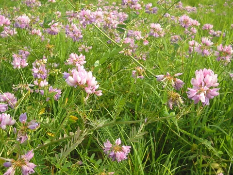 A flowering stand of Securigera varia.