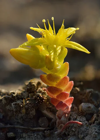 Short succulent shoot and yellow flowers of Sedum acre.