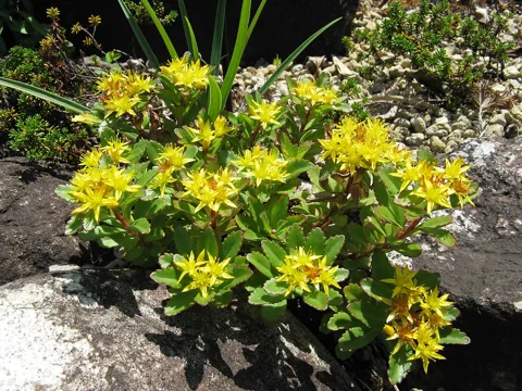 Yellow flowers and leafy growth of Sedum aizoon var. floribundum.