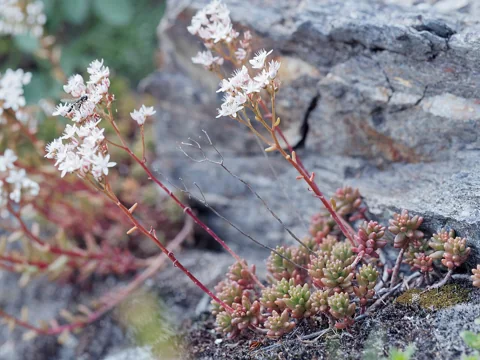 White flower stems and succulent foliage of Sedum album.