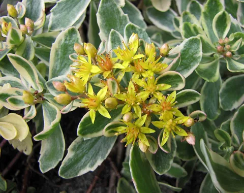 Yellow flowers and variegated leaves of Sedum kamtschaticum 'Variegatum'.