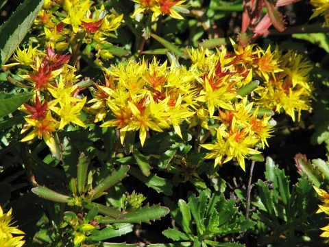 Yellow flowers above the narrow leaves of Sedum middendorffianum.