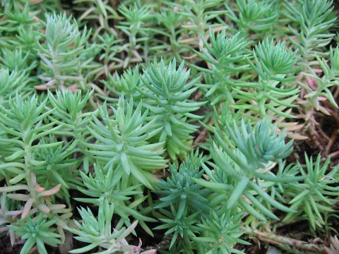 Succulent needle-like leaves of Sedum reflexum.