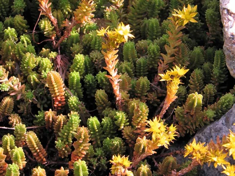 Flowering succulent shoots of Sedum sexangulare.