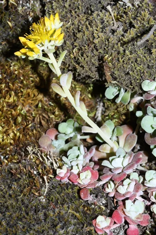 Yellow flower stem above the leaf rosettes of Sedum spathulifolium.
