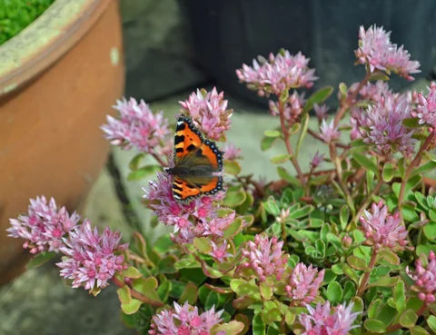 Pink flowers and succulent foliage of Sedum spurium, with a butterfly visiting.