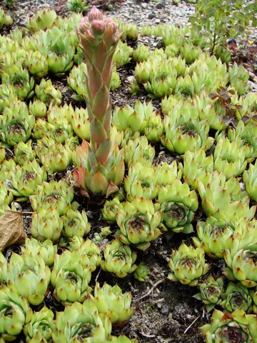 Leaf rosettes and developing flower stem of Sempervivum tectorum, labelled boutignyanum in the source.