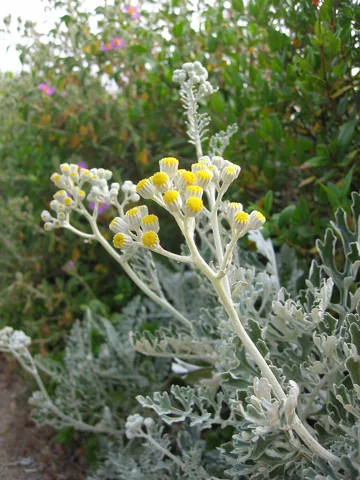 Yellow flowers and silvery foliage of Senecio cineraria.