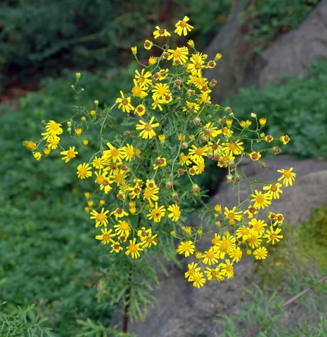Branched flowering plant of Senecio erucifolius.