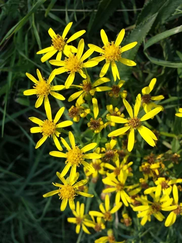 Yellow flower heads of Senecio fluviatilis, named Senecio sarracenicus in the retained source.