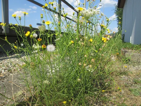 Narrow-leaved flowering plant of Senecio inaequidens.
