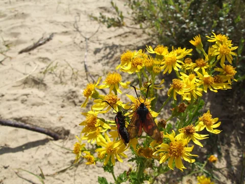 Yellow flower heads of Senecio jacobaea with a visiting moth.