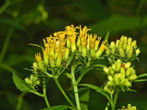 Flower heads and buds of Senecio ovatus.