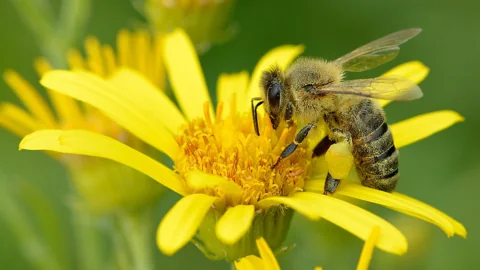 Yellow flower head of Senecio paludosus visited by a honeybee.