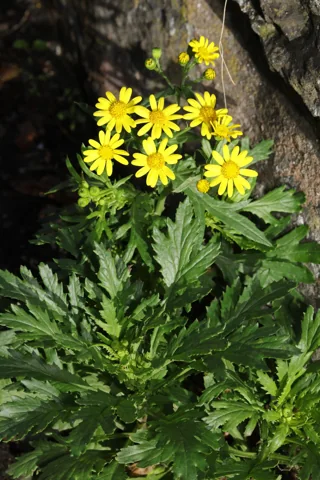 Yellow flower heads and lobed leaves of Senecio squalidus.