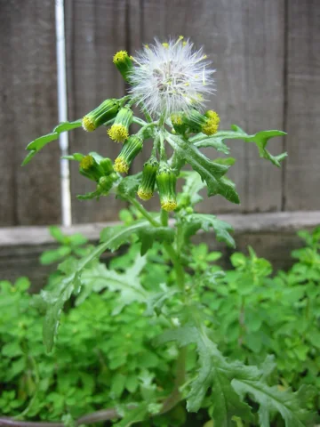 Leafy growth and developing seed heads of Senecio vulgaris.