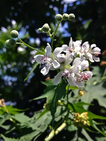 White flowers and buds of Sida hermaphrodita.