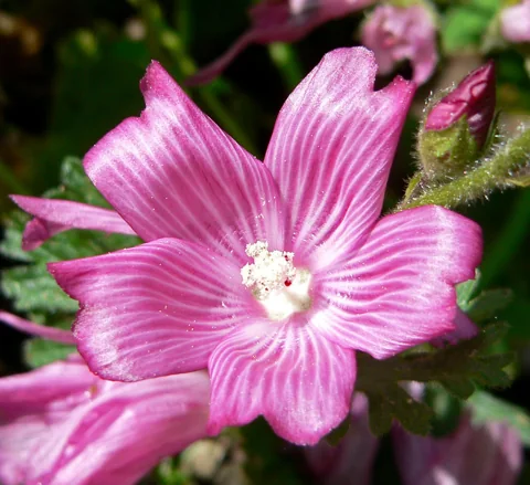 Pink flower of Sidalcea malviflora subsp. malviflora.