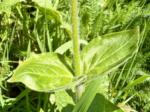 Opposite leaves and hairy stem of Silene dioica.