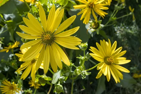 Yellow flower heads and leafy stems of Silphium perfoliatum.