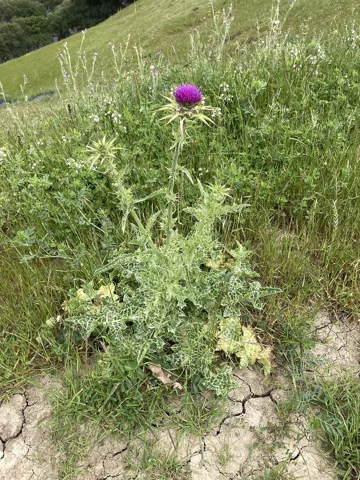 Whole flowering plant of Silybum marianum.