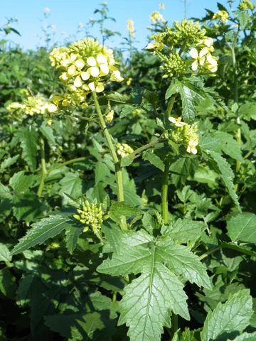 Sinapis alba in flower.