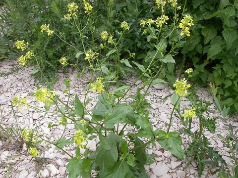 Yellow flowers and branched leafy growth of Sinapis arvensis.