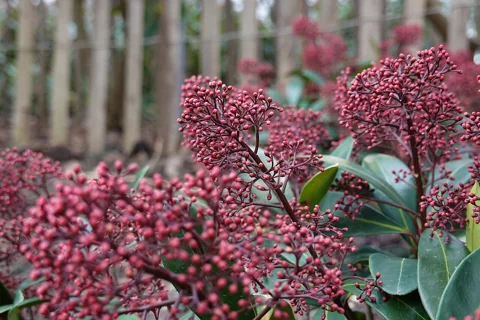 Red flower buds and evergreen foliage of Skimmia japonica 'Rubella'.