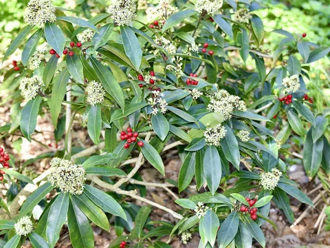 Flowers, red fruits and evergreen foliage of Skimmia reevesiana.