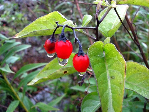 Red berries on leafy stems of Solanum dulcamara.