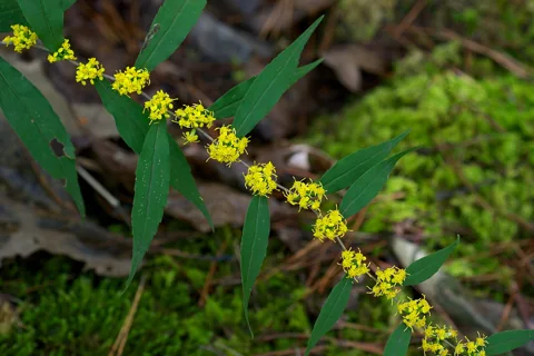 Small yellow flowers along leafy stems of Solidago caesia.