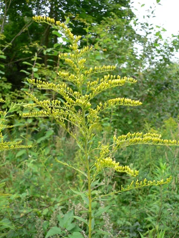 Arching yellow flower panicle and leafy stem of Solidago canadensis.
