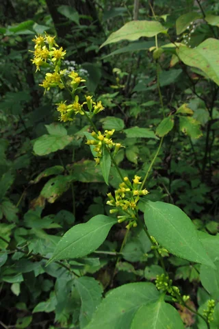 Yellow flowers and broad leaves of Solidago flexicaulis.