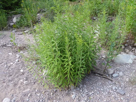 Dense upright leafy growth of Solidago gigantea.
