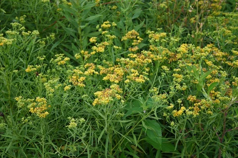 Yellow flower clusters and narrow foliage of Solidago graminifolia.