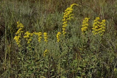 Upright flowering stems of Solidago nemoralis.
