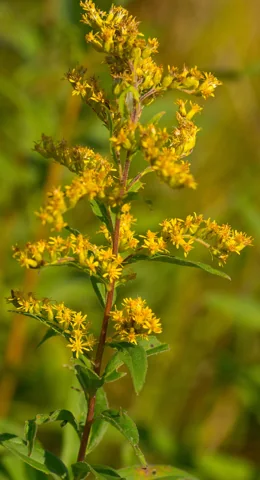 Yellow flower clusters along a stem of Solidago speciosa.