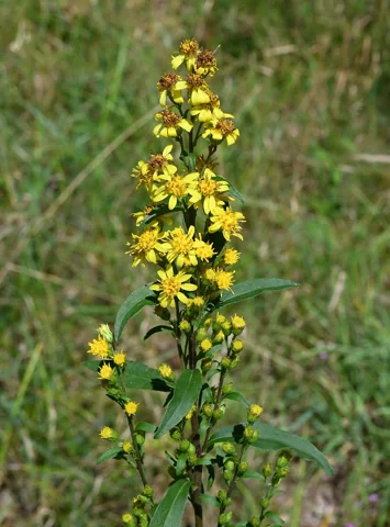 Yellow-flowering leafy stem of Solidago virgaurea.