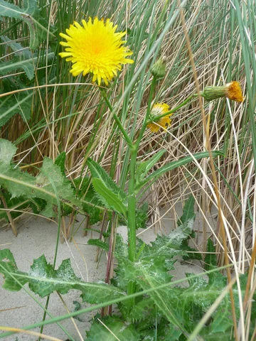 Yellow flower head and leafy stem of Sonchus arvensis.