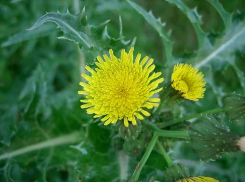 Yellow flower head and prickly foliage of Sonchus asper.